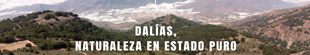 Dalías